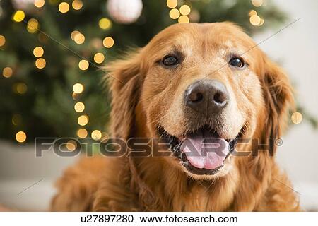 Stock Image - Portrait of golden retriever. Fotosearch