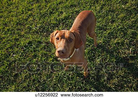Stock Image - Portrait of Vizsla dog. Fotosearch