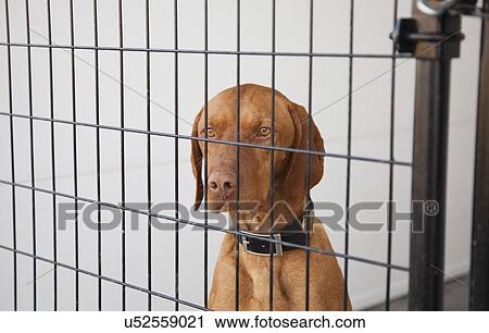 Portrait of Vizsla dog View Large Photo Image Stock Image - Portrait of Vizsla dog. Fotosearch