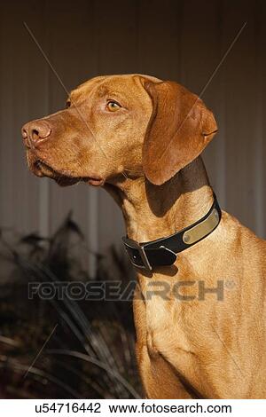 Portrait of Vizsla dog View Large Photo Image Stock Image - Portrait of Vizsla dog. Fotosearch