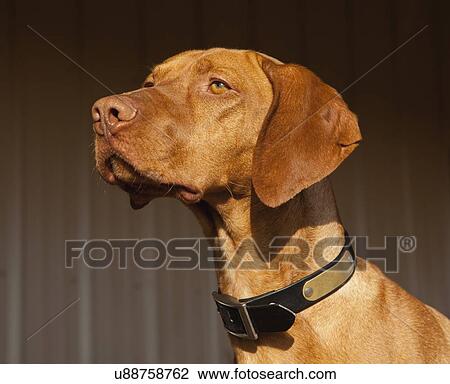 Portrait of Vizsla dog View Large Photo Image Stock Image - Portrait of Vizsla dog. Fotosearch