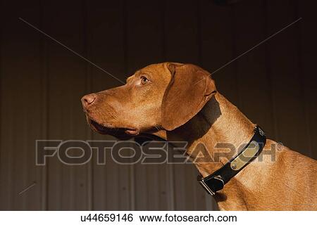 Portrait of Vizsla dog View Large Photo Image Stock Photograph - Portrait of Vizsla dog. Fotosearch