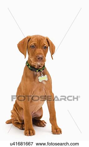 Stock Photo - Portrait of Vizsla puppy. Fotosearch