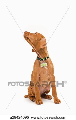 Portrait of Vizsla puppy View Large Photo Image Stock Photography - Portrait of Vizsla puppy. Fotosearch