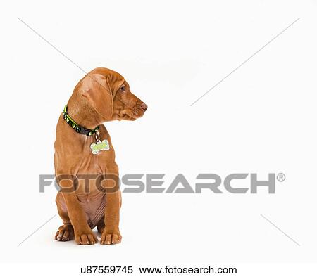 Portrait of Vizsla puppy View Large Photo Image Stock Photography - Portrait of Vizsla puppy. Fotosearch