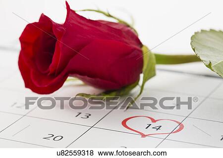 Stock Photo - Red rose lying on calendar. Fotosearch