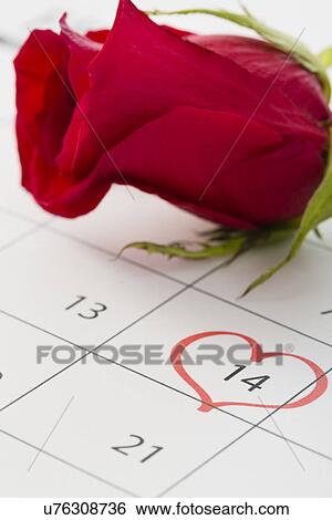 Red rose lying on calendar View Large Photo Image Stock Photograph - Red rose lying on calendar. Fotosearch