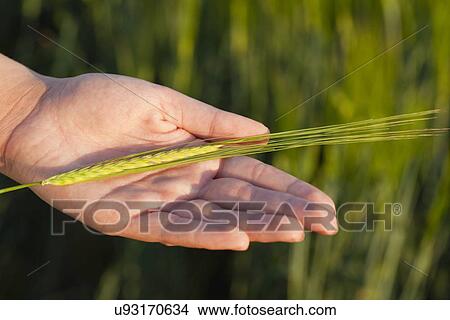 Picture - Russia, Voronezh, female hand holding wheat. Fotosearch