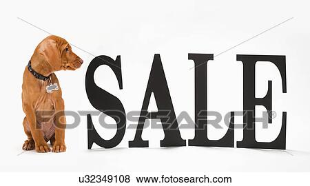 Stock Photo - Sale sign with dog watching it. Fotosearch