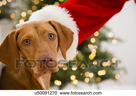 Stock Image - Santa stroking dog. Fotosearch