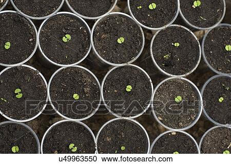Seedlings in plant pots in greenhouse View Large Photo Image Stock Image - Seedlings in plant pots in greenhouse. Fotosearch
