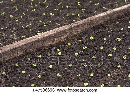 Stock Image - Seedlings on patch separated by plank. Fotosearch