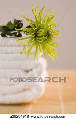 Single flower stack of white towels View Large Photo Image Stock Photo - Single flower stack of white towels. Fotosearch