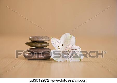 Single Peruvian lily (Alstromeria) and stack of pebbles View Large Photo Image Stock Image - Single Peruvian lily (Alstromeria) and stack of pebbles. Fotosearch