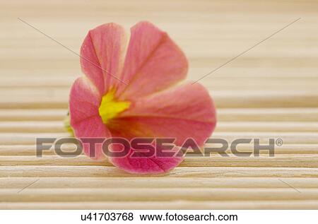 Stock Photo - Single tropical flower on bamboo mat. Fotosearch