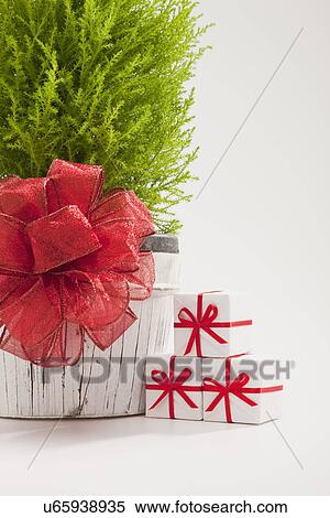 Small cypress tree with red ribbon View Large Photo Image Stock Photography - Small cypress tree with red ribbon. Fotosearch