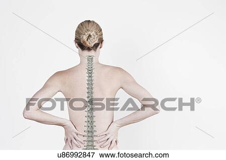 Stock Photo - South Africa, Cape Town, Rear view of shirtless young woman with spine visible on back. Fotosearch