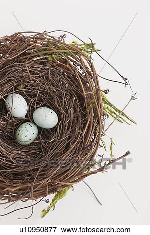 Studio shot of eggs in bird's nest View Large Photo Image Stock Photo - Studio shot of eggs in bird's nest. Fotosearch
