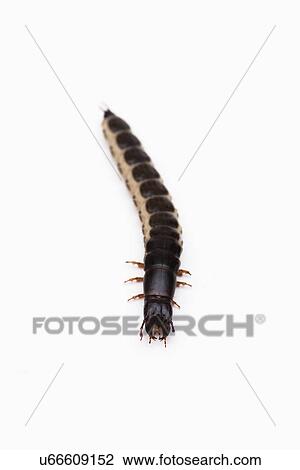 Stock Image - Studio shot of ground beetle larva. Fotosearch