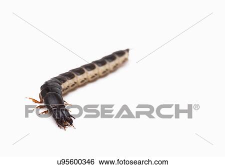 Stock Photograph - Studio shot of ground beetle larva. Fotosearch