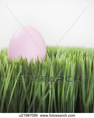 Studio shot of single pink Easter egg in grass View Large Photo Image Stock Photography - Studio shot of single pink Easter egg in grass. Fotosearch