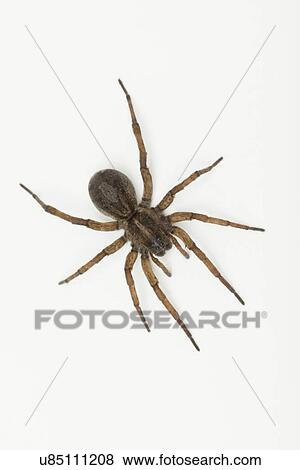 Stock Photo - Studio shot of Wolf Spider (Hogna carolinensis). Fotosearch