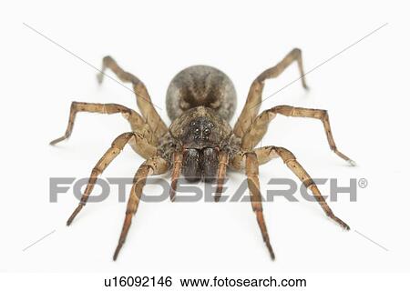 Stock Photograph - Studio shot of Wolf Spider (Hogna carolinensis). Fotosearch