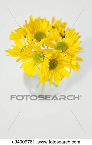 Studio shot of yellow flowers in vase View Large Photo Image Stock Image - Studio shot of yellow flowers in vase. Fotosearch