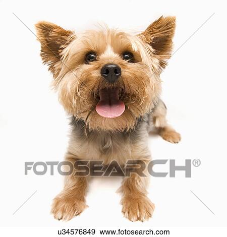 Stock Photo - Studio shot of yorkshire terrier. Fotosearch