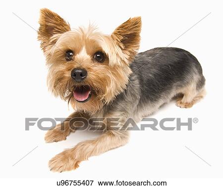 Stock Photo - Studio shot of yorkshire terrier. Fotosearch
