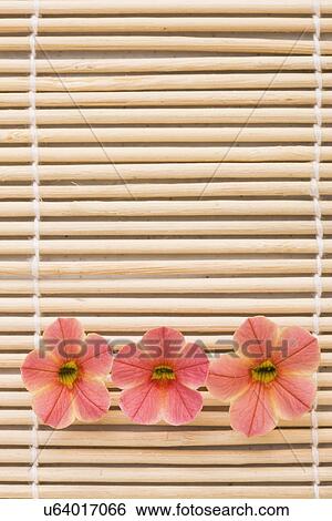 Three tropical flowers on bamboo mat View Large Photo Image Stock Photograph - Three tropical flowers on bamboo mat. Fotosearch
