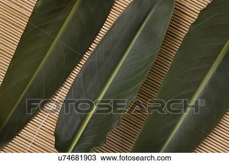 Three tropical plant leaves on bamboo mat View Large Photo Image Stock Image - Three tropical plant leaves on bamboo mat. Fotosearch