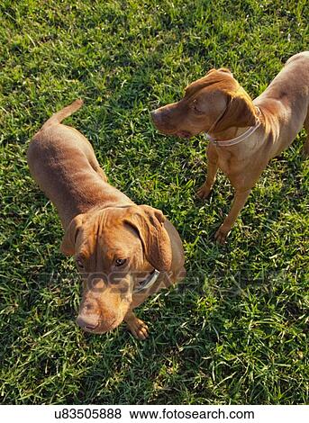 Stock Photo - Two Vizsla dogs. Fotosearch