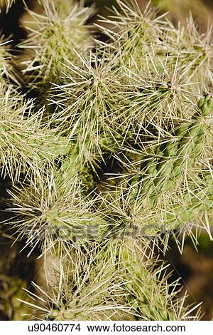 Picture - USA, Arizona, Close up of cactus. Fotosearch