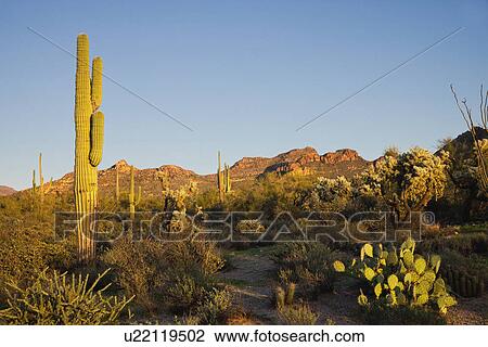 Stock Image - USA, Arizona, Landscape. Fotosearch