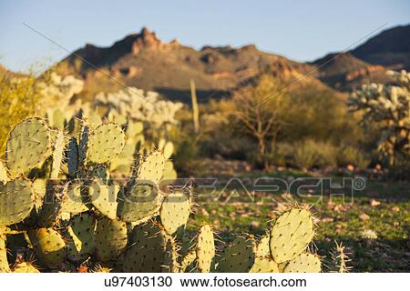 USA, Arizona, Landscape with cactus on foreground View Large Photo Image Stock Image - USA, Arizona, Landscape with cactus on foreground. Fotosearch