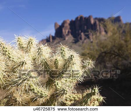 Stock Photography - USA, Arizona, Landscape with cactus on foreground. Fotosearch
