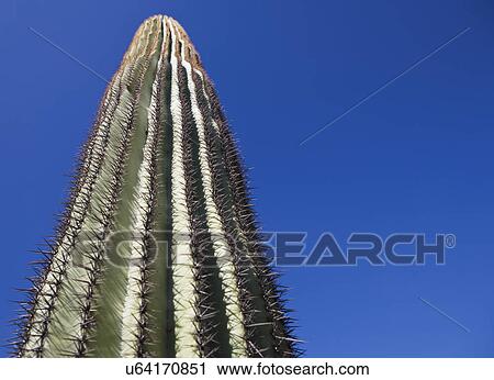 USA, Arizona, Phoenix, Cactus against blue sky View Large Photo Image Stock Image - USA, Arizona, Phoenix, Cactus against blue sky. Fotosearch