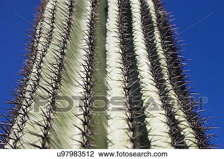 Stock Image - USA, Arizona, Phoenix, Cactus against blue sky. Fotosearch