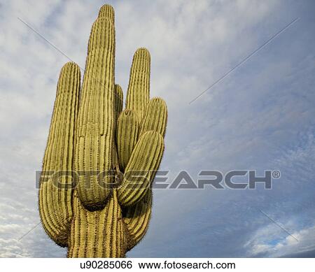 USA, Arizona, Phoenix, Cactus against cloudy sky View Large Photo Image Stock Photograph - USA, Arizona, Phoenix, Cactus against cloudy sky. Fotosearch
