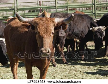 USA, Arizona, Phoenix, Cattle herd View Large Photo Image Stock Image - USA, Arizona, Phoenix, Cattle herd. Fotosearch