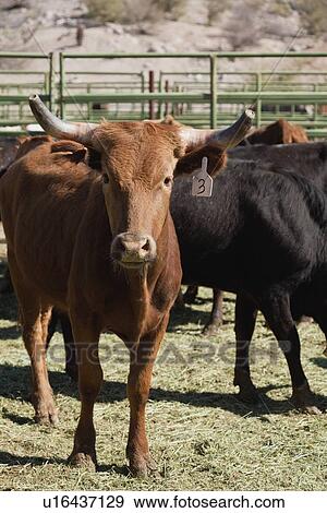 USA, Arizona, Phoenix, Cattle herd View Large Photo Image Stock Photo - USA, Arizona, Phoenix, Cattle herd. Fotosearch