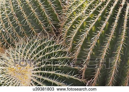 USA, Arizona, Phoenix, Close-up of cactus plant View Large Photo Image Stock Image - USA, Arizona, Phoenix, Close-up of cactus plant. Fotosearch