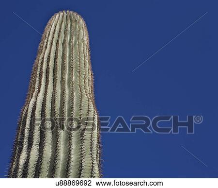 USA, Arizona, Phoenix, Saguaro cactus (Carnegiea gigantea) against blue sky View Large Photo Image Stock Image - USA, Arizona, Phoenix, Saguaro cactus (Carnegiea gigantea) against blue sky. Fotosearch
