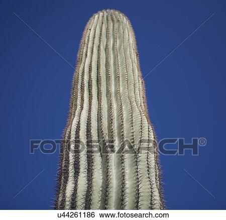 Stock Photograph - USA, Arizona, Phoenix, Saguaro cactus (Carnegiea gigantea) against blue sky. Fotosearch