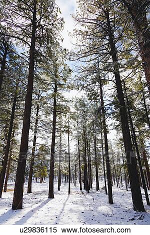 Stock Photography - USA, Arizona, Sunlight in forest. Fotosearch