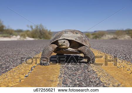 USA, Arizona, turtle on road View Large Photo Image Stock Image - USA, Arizona, turtle on road. Fotosearch
