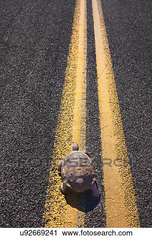 USA, Arizona, turtle on road View Large Photo Image Stock Image - USA, Arizona, turtle on road. Fotosearch