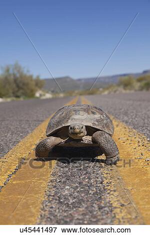 Stock Photo - USA, Arizona, turtle on road. Fotosearch