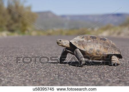 USA, Arizona, turtle on road View Large Photo Image Stock Photography - USA, Arizona, turtle on road. Fotosearch